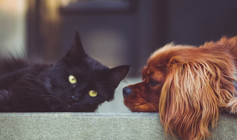 Haustiere Eine schwarze Katze und ein brauner Hund.